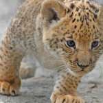 ps194_ap_baby_ligers_russian_zoo_7_mn_thg_130620_wmain.jpg
