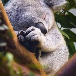 ps196_Sleeping-baby-koala.jpg