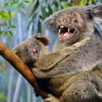 ps196_vampire_koala_by_topher_the_tiger.jpg