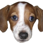 ps205_frankerz.png