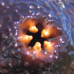 ps211_actinopyga_miliaris-teeth.jpg