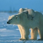 ps218_ours-polaire-206.jpg