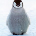 ps218_un-bebe-pingouin-ou-un-truc-comme-sa-lol-juste-trop-meugnon-lucie55420111222164804.jpg