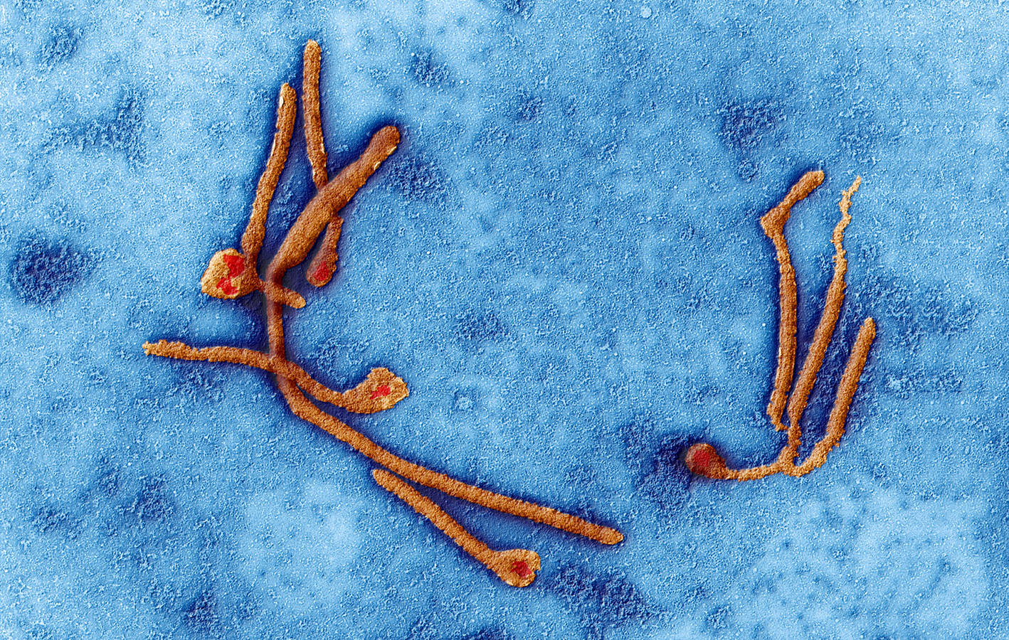 Podcast Science 220 – Les virus