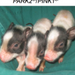 ps223_CRISPR-pigs.png
