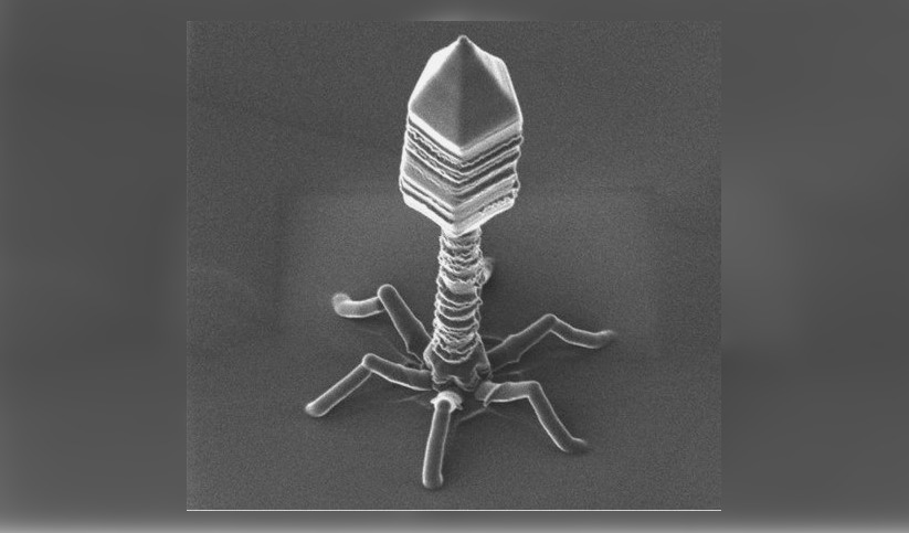 Dossier – Bactériophages (phages) : le futur des antibiotiques?