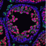 Nouvelle_galerie_du_CNRS