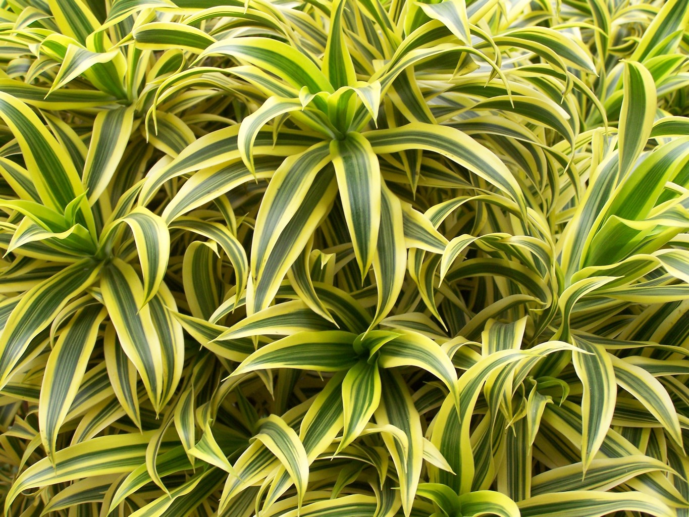 Podcast Science 242 – Evolution des plantes