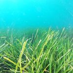 310px-Posidonia