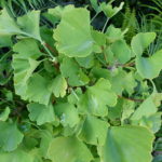 Gingko_biloba_leaves