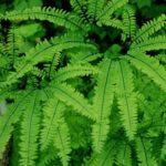 varietes-fougeres