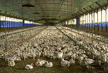220px-Florida_chicken_house