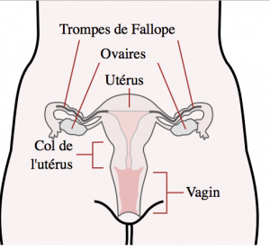 Source : wikipédia schéma des trompes utérines 