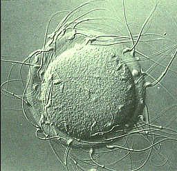 Ovocyte et spermatozoïdes Source : www.biologydiscussion.com