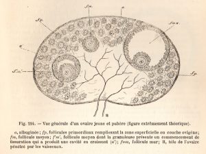 ovairelaulanie1902p1003