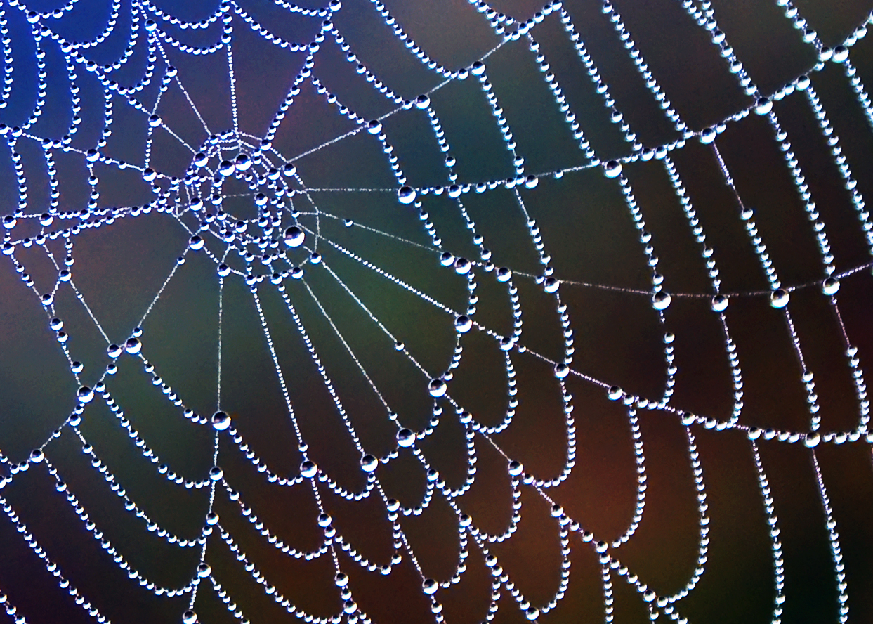 Podcast Science 263 – Le web