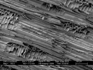 Bois vu au microscope électronique