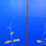 ps280_peapod2.gif