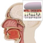 ps292_image-1-schéma-olfaction.jpeg