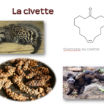ps292_image-3-civette.png