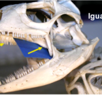 ps299_22.png