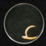 ps299_VTS_01_1_8_v1500a128-1.gif