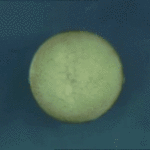 ps299_xenopusneurulation.gif