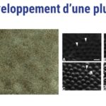ps301_Diapositive45.JPG