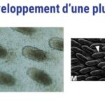ps301_Diapositive47.JPG