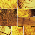 ps301_Figure3.jpg