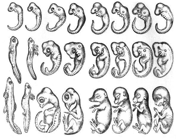 Podcast Science 299 – Evo-devo