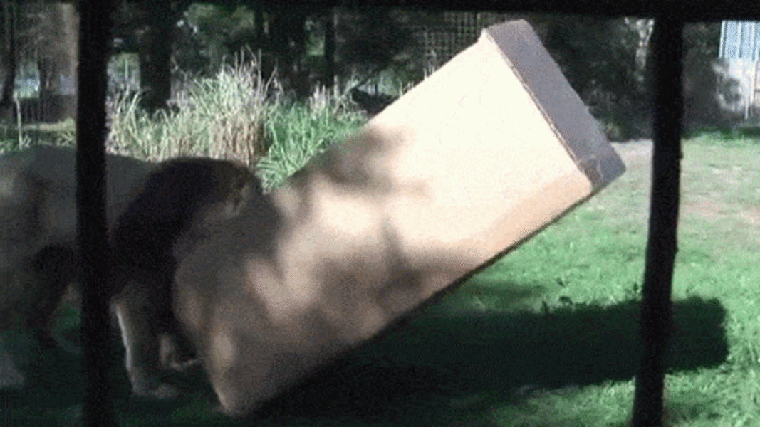 ps303_05c368b3757a9381b8c59991f3c229ee.gif