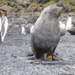 ps303_2860e47863aea7624a26e5ed4405cf35.gif
