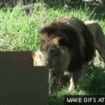 ps303_f78492f0513c659e69dab2e47f567202.gif