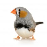 ps305_Parrot1-e1300388998761.jpg