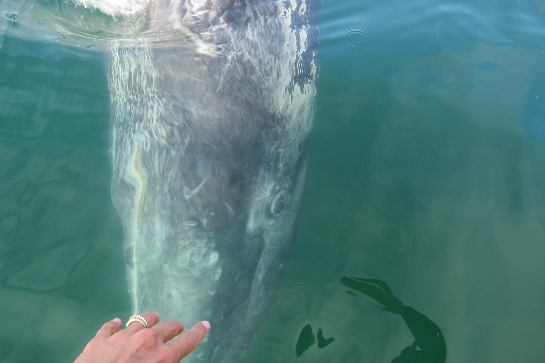 La baleine grise