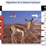 ps325_Balance-hydrique.png