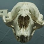 ps325_Cornets-nasaux-de-phoque-capuchon_thumb.jpg