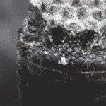 ps325_MARINE-IGUANAS-SNEEZE-without-sound.gif