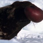 ps325_Phoque-capuchon3_thumb.jpg