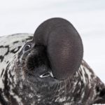 ps325_Phoque-capuchon_thumb.jpg