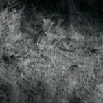 ps325_Predator-Prey.gif