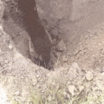 ps325_RawWildAmurminnow-size_restricted.gif