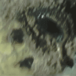 ps325_Turtle-Tears-Shakabarker_converted.gif