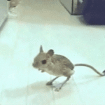 ps325_c2566020bcb84757c318f1055903f9ef.jpg.gif