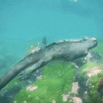 ps325_giphy.gif