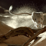 ps325_giphy-2.gif