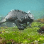 ps325_giphy2.gif