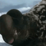 ps325_phoques-capuchon_thumb.gif