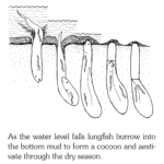 ps325_protopterus_annectens_aestivation_skelton.gif
